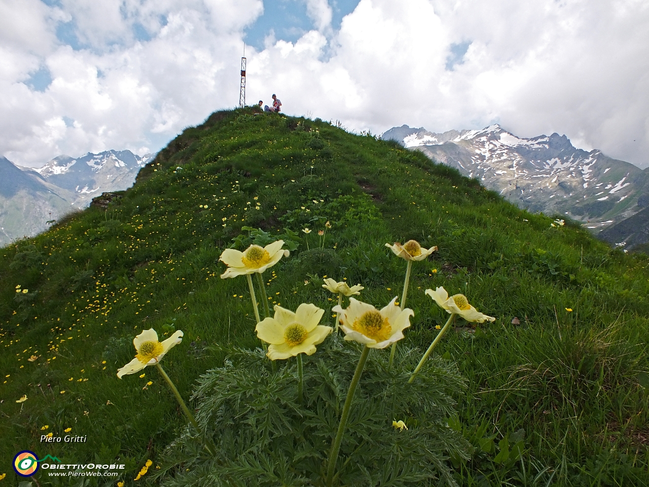 65 Pulsatilla alpina sulfurea per Cima Sasna !.JPG